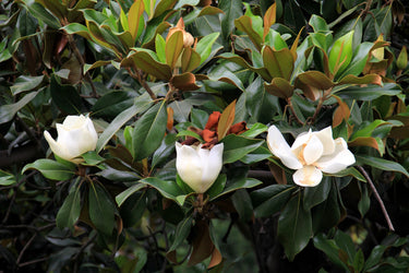 10 SOUTHERN MAGNOLIA TREE 12